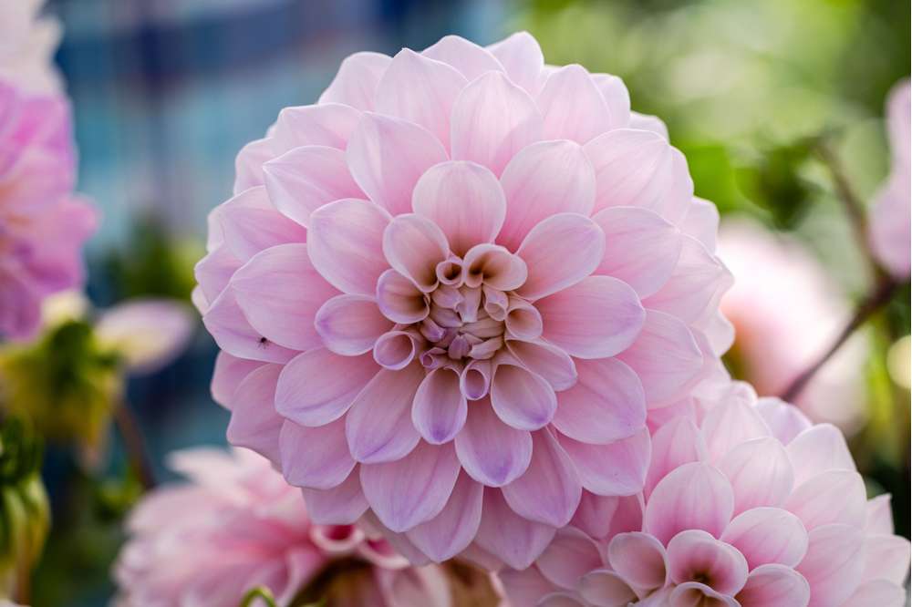 Dahlia 'Sweet Nathalie'